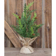 Christmas Green Prickly Pine