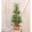 City Holiday Pine Tree